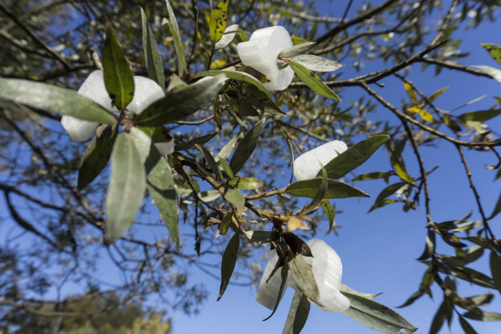 Eigenes Projekt Naim